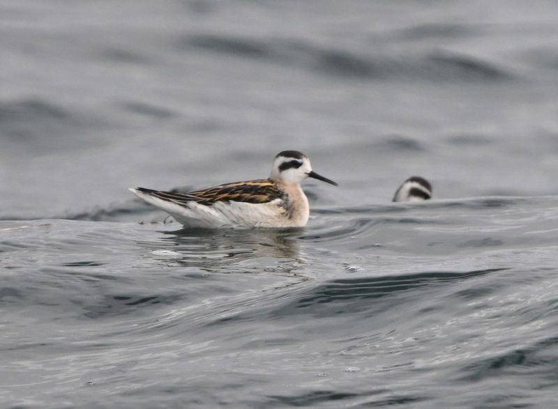 Phalarope  bec troit