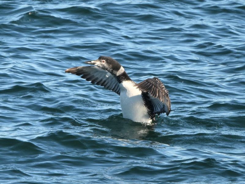 Plongeon huard