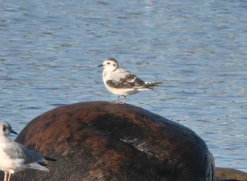 Mouette pygme