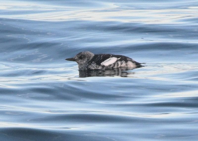 Guillemot  miroir