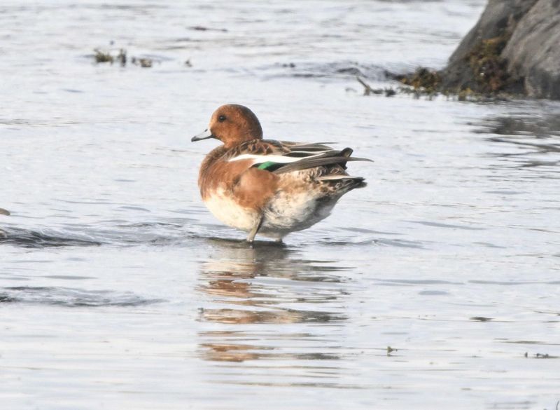 Canard siffleur