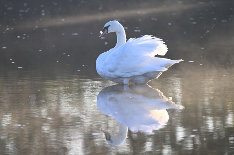 Cygne tubercul (Photo du jour du site Oiseaux rares du Qubec)
