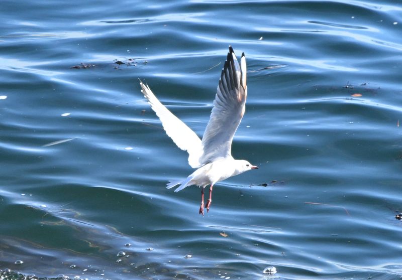 Mouette rieuse