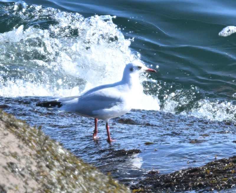Mouette rieuse (Photo du jour du site Oiseaux rares du Qubec)