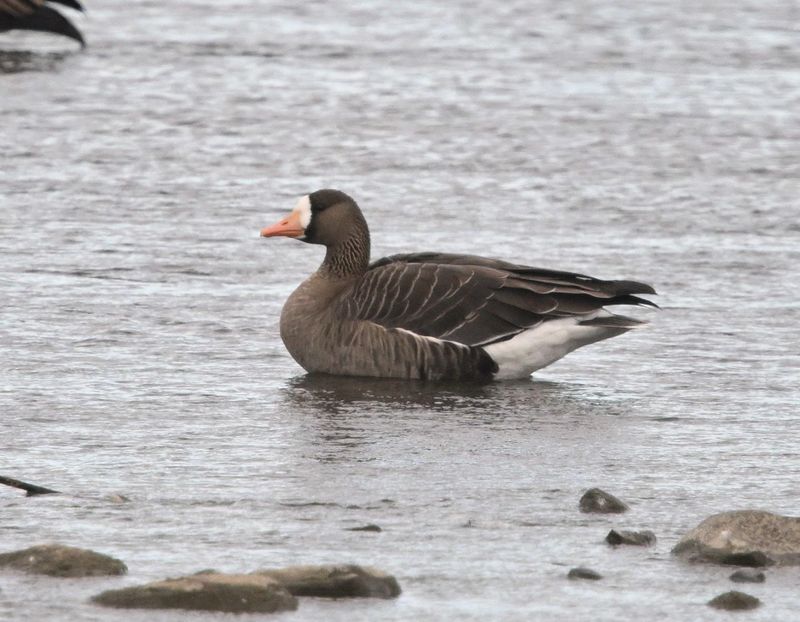 Oie rieuse (Photo du jour du site Oiseaux rares du Qubec)