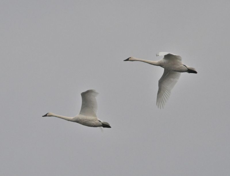 Cygne siffleur