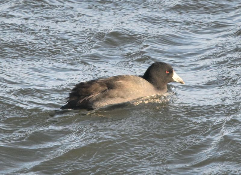 Foulque d Amrique (Photo du jour du site Oiseaux rares du Qubec)