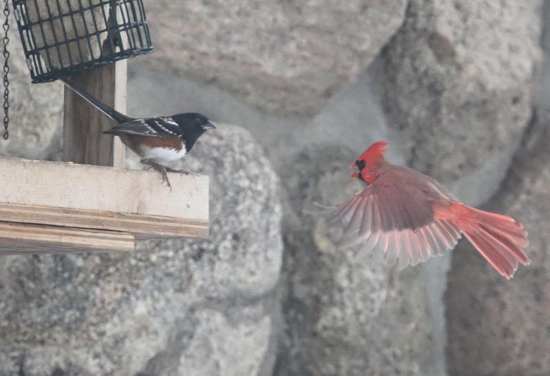 Tohi tachet (Photo du jour du site Oiseaux rares du Qubec)