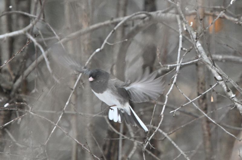 Junco ardois (cismontanus)