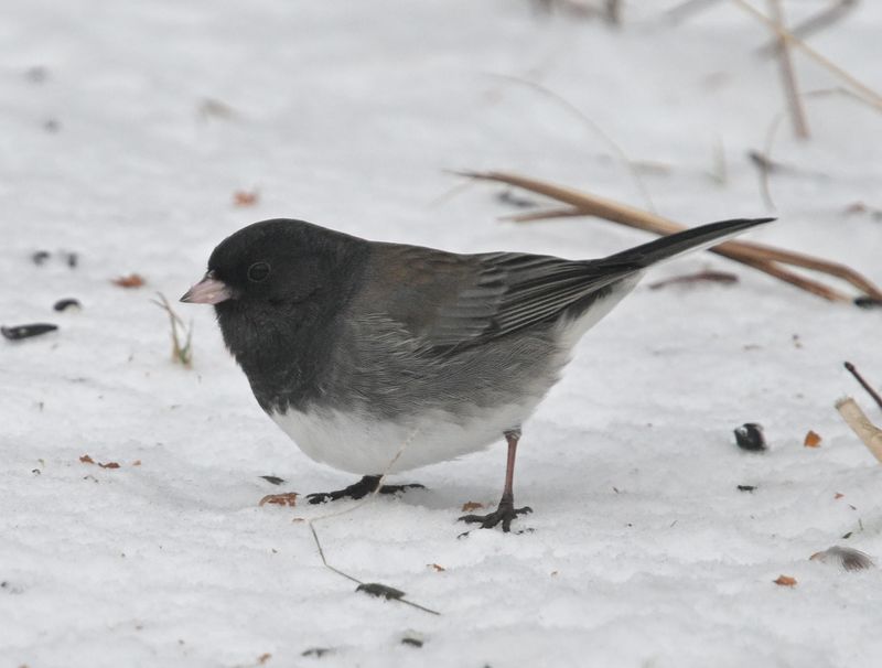 Junco ardois (cismontanus)