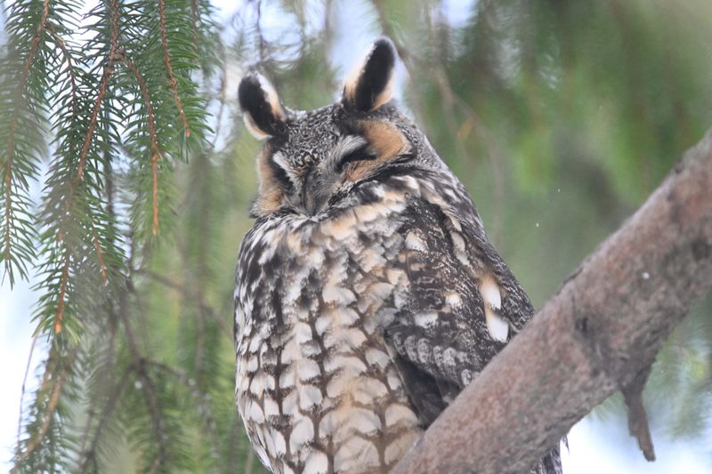 Hibou moyen-duc