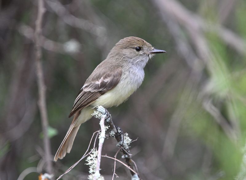 Tyran des Galapagos