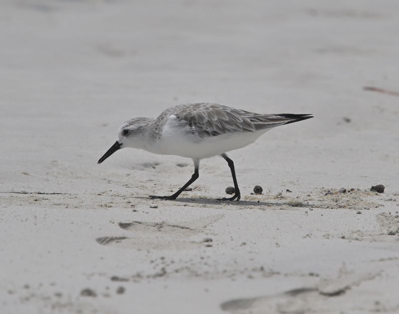 Bcasseau sanderling