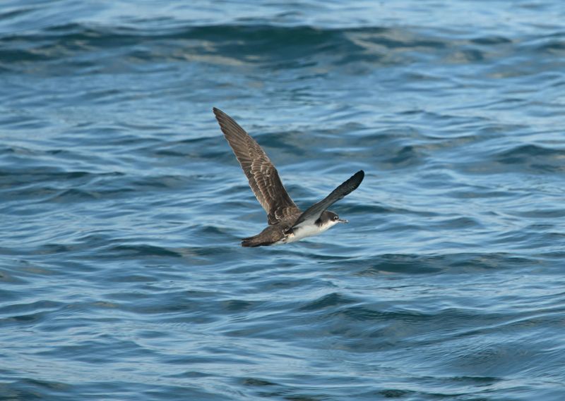Puffin des Galapagos