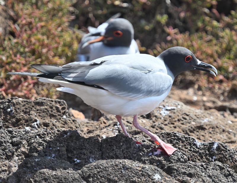 Mouette  queue fourchue