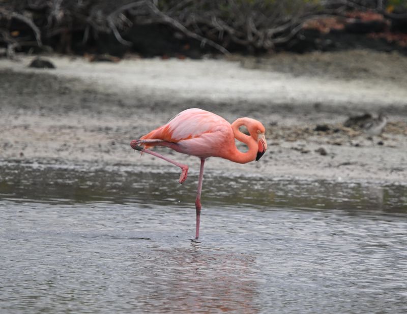 Flamant des Caraibes