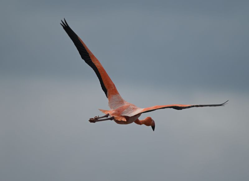 Flamant des Caraibes