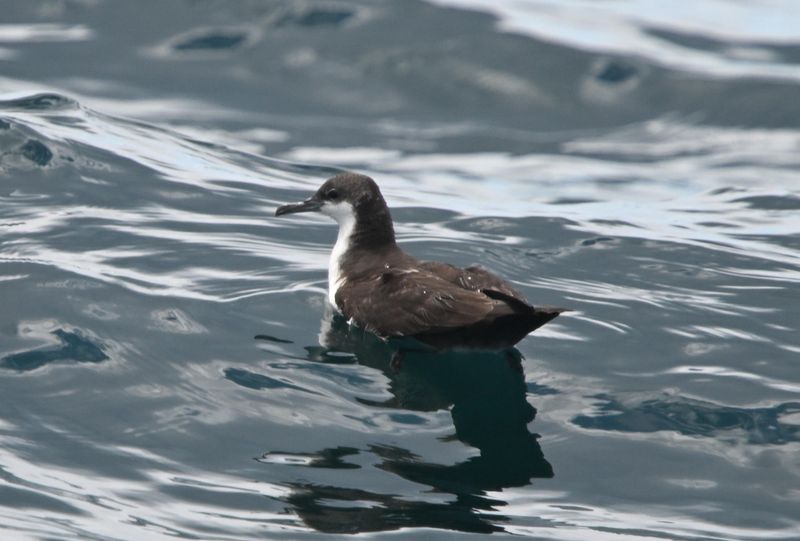 Puffin des Galapagos