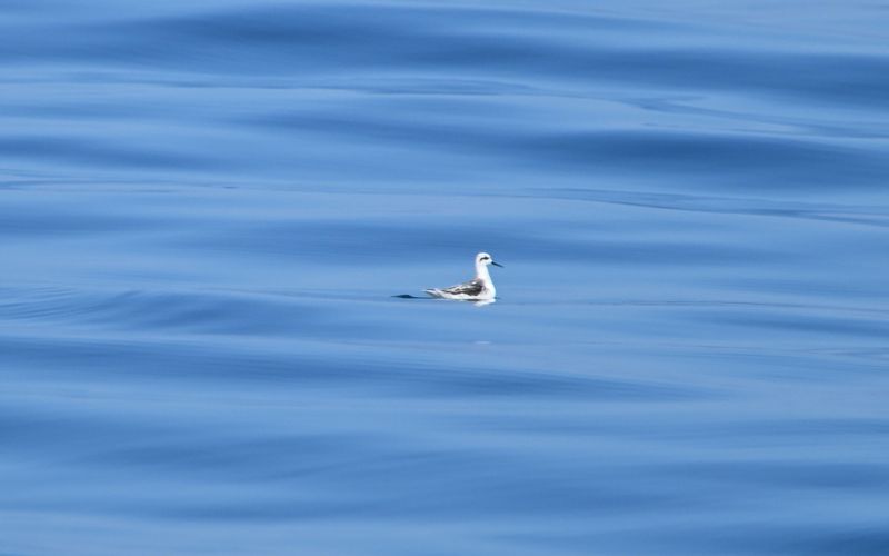 Phalarope  bec troit