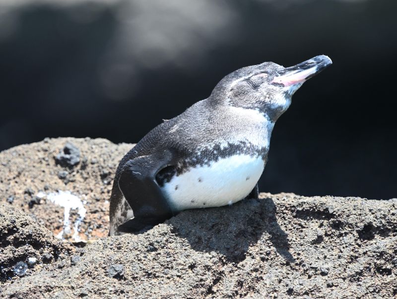Manchot des Galapagos