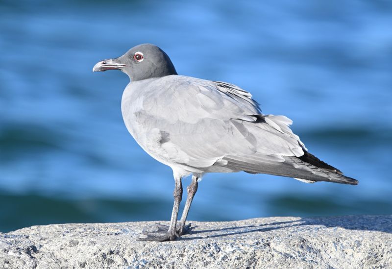 Mouette obscure