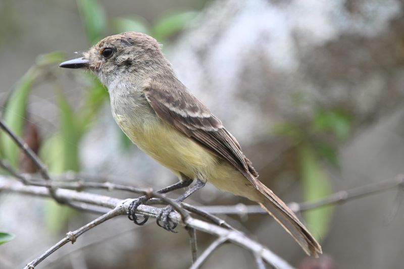 Tyran des Galapagos