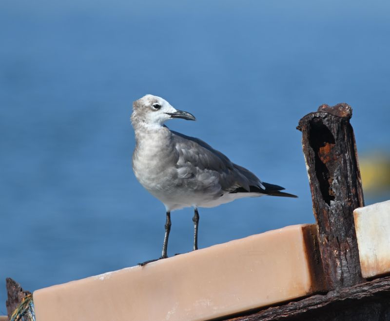 Mouette atricille