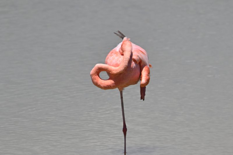 Flamant des Caraibes