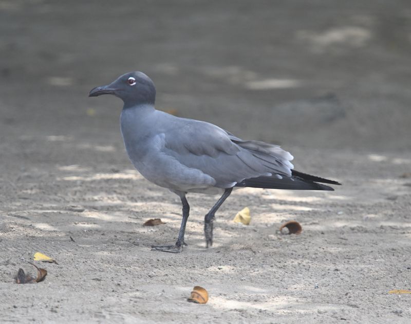 Mouette obscure
