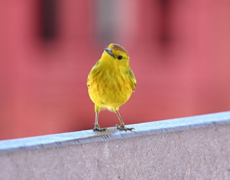 Paruline jaune