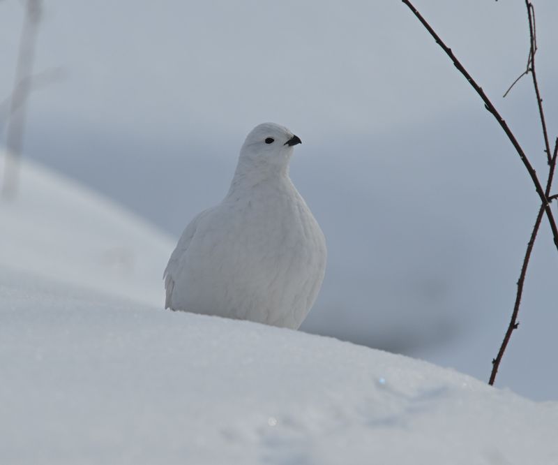 Lagopde des saules (Photo du jour du site Oiseaux rares du Qubec)