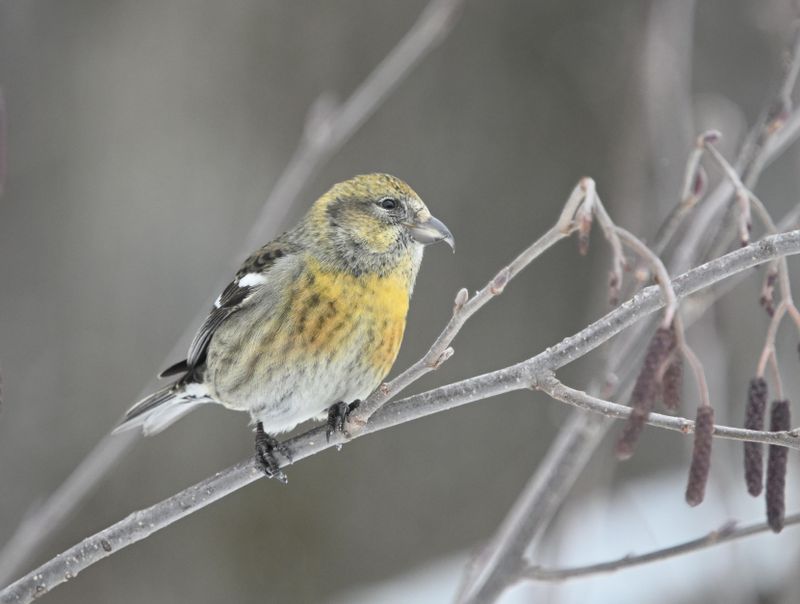 Bec-crois bifasci (Photo du jour du site Oiseaux rares du Qubec)