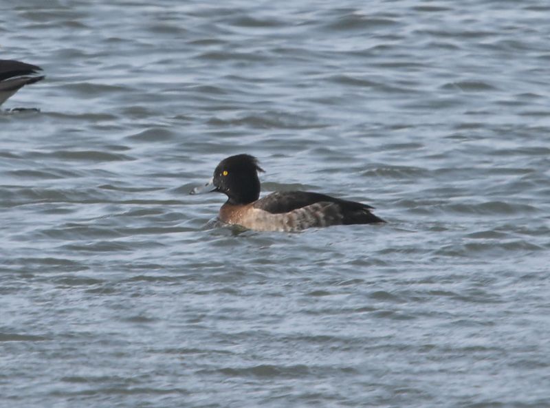 Fuligule morillon (Photo du jour du site Oiseaux rares du Qubec)