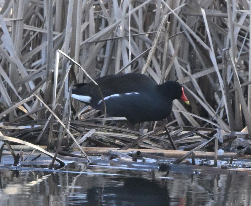 Gallinule d'Amrique