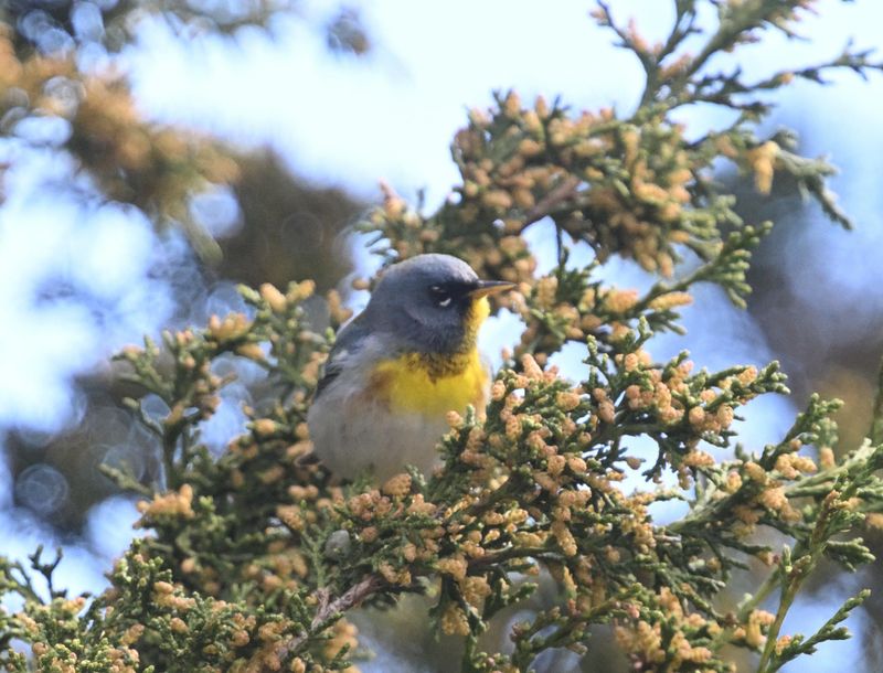 Paruline  collier