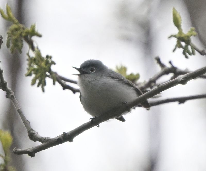 Gobemoucheron gris-bleu