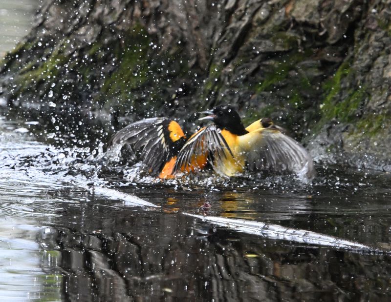 Oriole de Baltimore