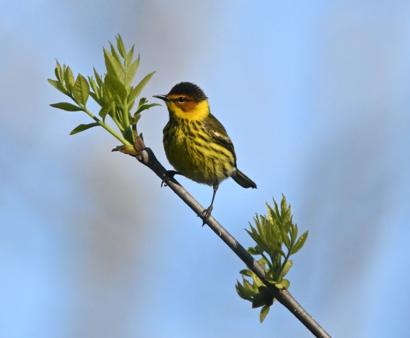 Paruline tigre