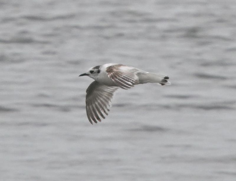Mouette pygme