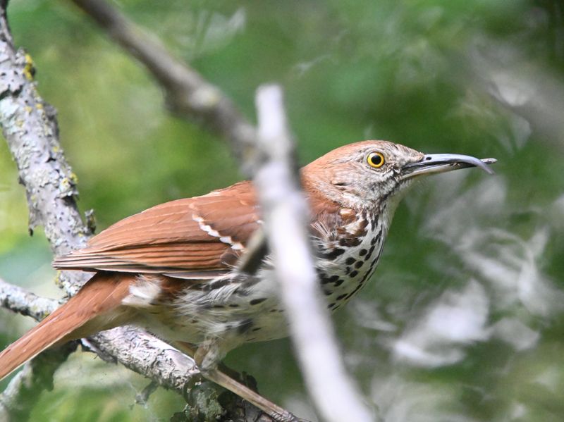 Moqueur roux avec un trouble de la kratine aviaire (Photo du jour du site Oiseaux rares du Qubec)