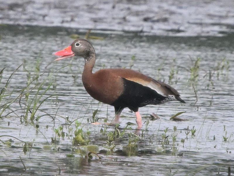 Dendrocygne  ventre noir (Photo du jour du site Oiseaux rares du Qubec)