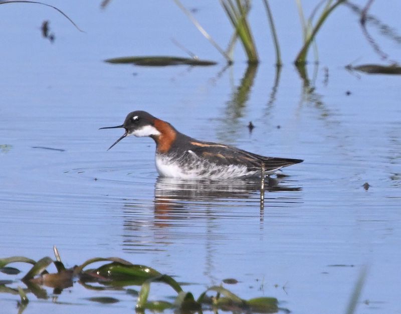 Phalarope  bec troit