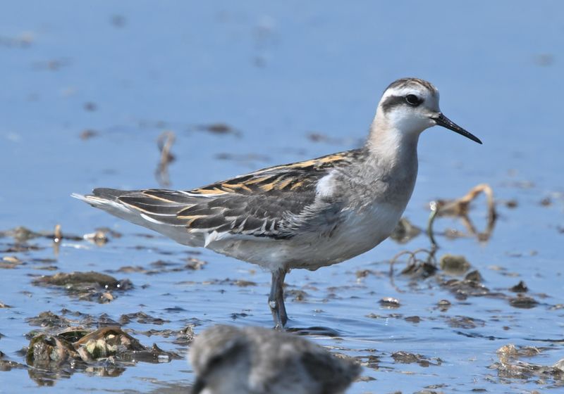 Phalarope  bec troit