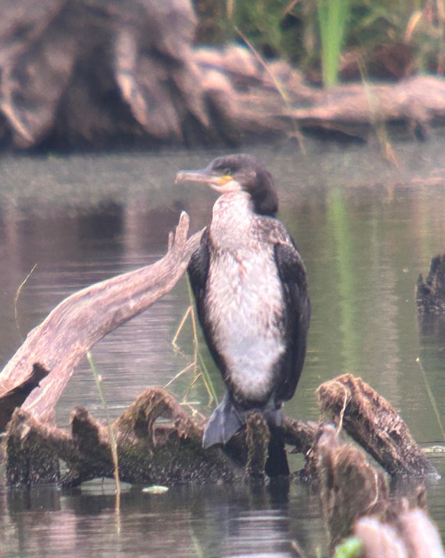 Grand cormoran