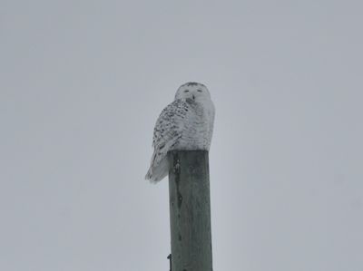 g13/22/1183022/3/173520032.0eb8a20c.JPEG