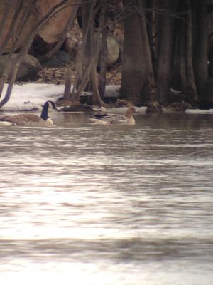 g13/22/1183022/3/173520044.36e29b42.JPEG