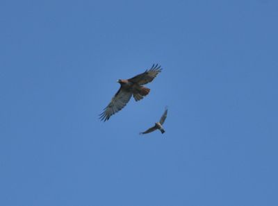 g13/22/1183022/3/173866616.a9c805f2.JPEG