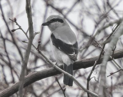 g13/22/1183022/3/175374938.9c2fb559.JPEG
