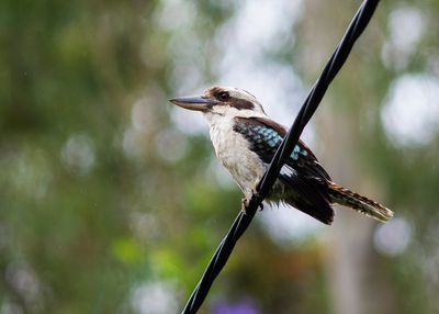 DSC_3323.jpg