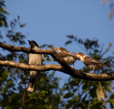 DSC_1984.jpg